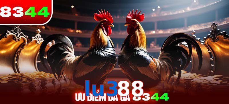 Thể loại đá gà lu388 được ưa chuộng 
